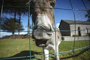 Funny little grey donkey in its enclosure