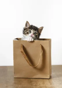 Framed Print : Funny little kitten looks out of the wrapping paper bag