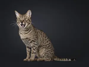 Funny picture of cool Savannah cat