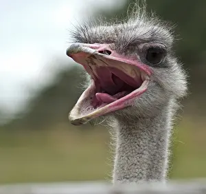Funny portrait of the common ostrich (Struthio camelus)