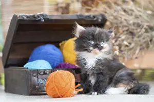 Funny scottish fold tricolor kitten near decorative dower chest with multicolored balls of wool on a rustic background