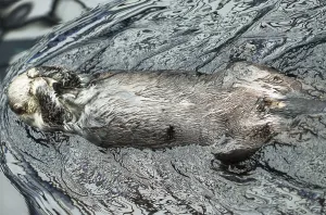 Funny sea otter in zoo. Enhydra lutris
