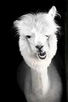 Funny white alpaca (Vicugna pacos)