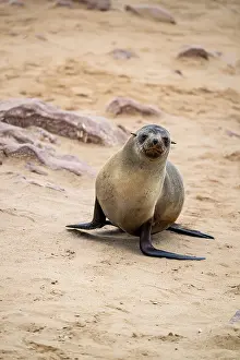 Fur seal, Cape fur seal (Arctocephalus pusillus)