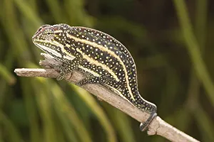 Furcifer campanii chameleon (Furcifer campanii)