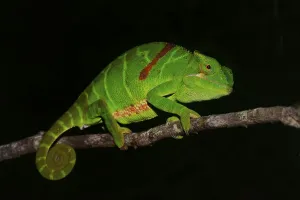 Furcifer timoni chameleon, extremely rare