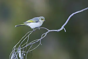 Fuscous Honeyeater (Ptilotula fusca)