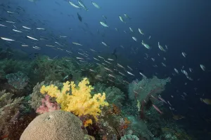 Fusiliers over coral reef, Pterocaesio pisang