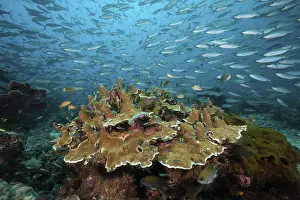 Fusiliers over coral reef, Pterocaesio tesselata