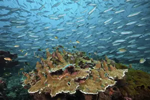Fusiliers over coral reef, Pterocaesio tesselata