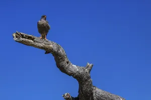 Gabar Goshawk (Melierax gabar)