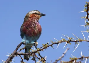 Gabelracke, Lilac-Breasted Roller (Coracias caudata)