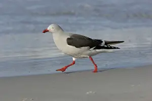 Gabianus scoresbii, Blood-billed Gull