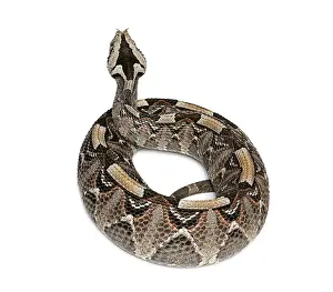 Gaboon viper, bitis nasicornis