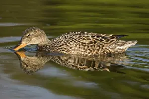 Gadwall (Anas strepera) adult female