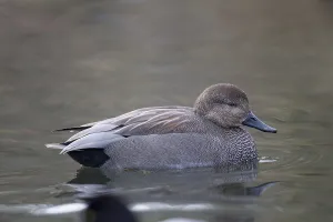 Gadwall, Anas strepera, Gadwall