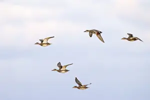 Gadwall (Anas strepera), small flock in flight