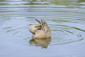 Gadwall cleans its feathers floating in the lake