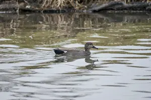 Gadwall drake (Anas strepera)