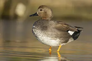 Gadwall duck (Anas strepera) adult male duck on a lake