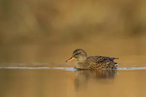 Gadwall (Mareca strepera) female