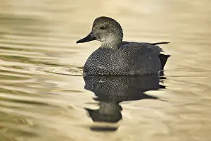 Gadwall (Mareca strepera) male