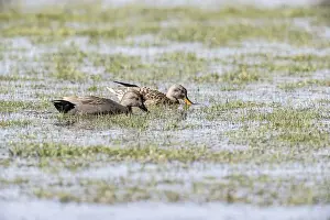 Gadwall (Mareca streptera), Lower Saxony