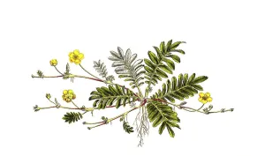 Gaensefingerkraut (Potentilla anserina) digital restaurierte Reproduktion einer Originalvorlage aus dem 19