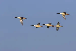 Gaensesaeger Maennchen und Weibchen