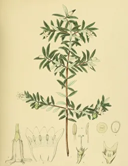 Gaertnera ternifolia, native to Southeast Asia