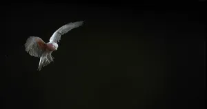 Galah (eolophus roseicapilla), Adult in Flight against Black Background