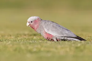 Galah (Eolophus roseicapilla) juvenile