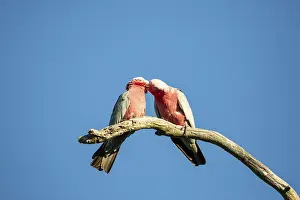 Galah (Eolophus roseicapilla), pair allopreening