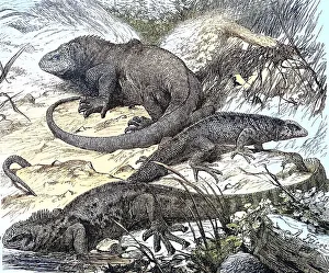 Galapagos (Amblyrhynchus cristatus) lizards