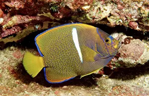 Galapagos angelfish, juvenile, Cocos Island (Holocanthus passer)