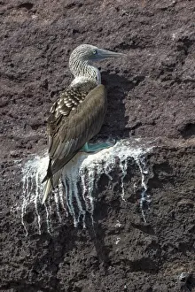 Galapagos Blue-footed Booby (Sula nebouxii excisa)