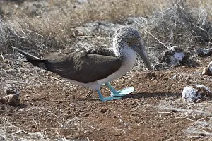 Galapagos Blue-footed Booby (Sula nebouxii excisa)