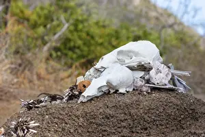 Category Historic EN Prints: Galapagos, Ecuador