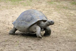 Galapagos giant tortoise (Chelonoidis niger)