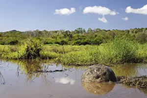 Galapagos Giant Tortoise (Chelonoidis nigra porteri) at the marshy highland