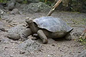 Galapagos Giant Tortoise (Geochelone elephantopus chathamensis)