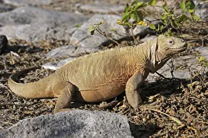 Galapagos Land Iguana (Conolophus subcristatus)