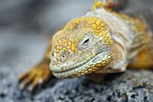 Galapagos land iguana, land saurian
