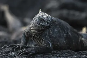 Galapagos marine lizard