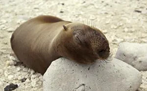 Galapagos sea lion (Zalophus wollebaeki)
