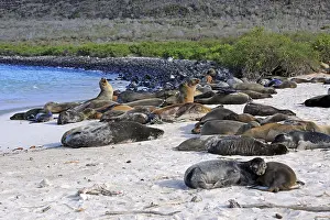 Galapagos sea lion (Zalophus wollebaeki)