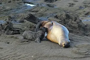 Galapagos sea lion (Zalophus wollebaeki) with howler near Puerto Egas