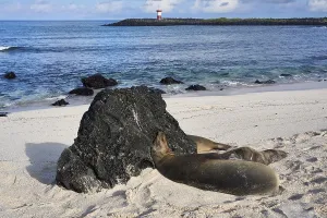 Galapagos sea lions (Zalophus wollebaeki)