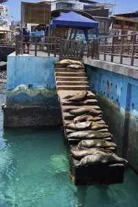 Galapagos sea lions (Zalophus wollebaeki)
