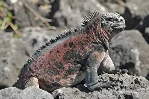 Galapagos sea lizard (Amblyrhynchus cristatus)